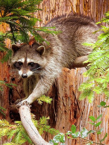A Raccoon Got Stuck in a Storm Drain, So Firefighters Brought Out the Same Tool Used to Cut People Out of Car Wrecks