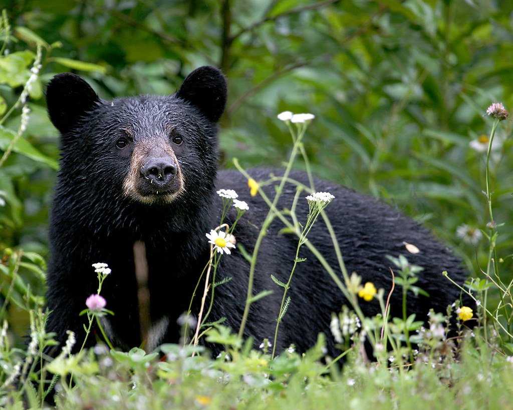 A Bear Walked Into an Alaska Mall, Ate Exactly One Peach, Pooped on the Floor, and Left