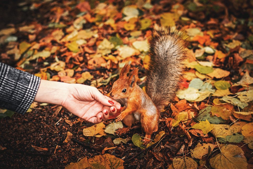 Someone Mailed a Live Squirrel to a Meta Office. It Took Employees 20 Minutes to Catch It.