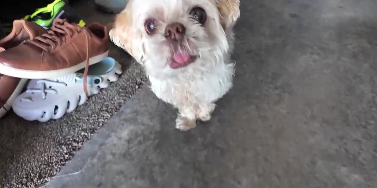 Apollo the Dog Disappeared From Florida in April. Three Months Later, He Turned Up 1,000 Miles Away in New York — and Nobody Knows How