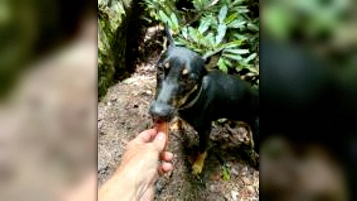 A Dog Named Buddy Fell 65 Feet Off a Kentucky Cliff and Survived 4 Days on a Ledge — Here’s the Rescue