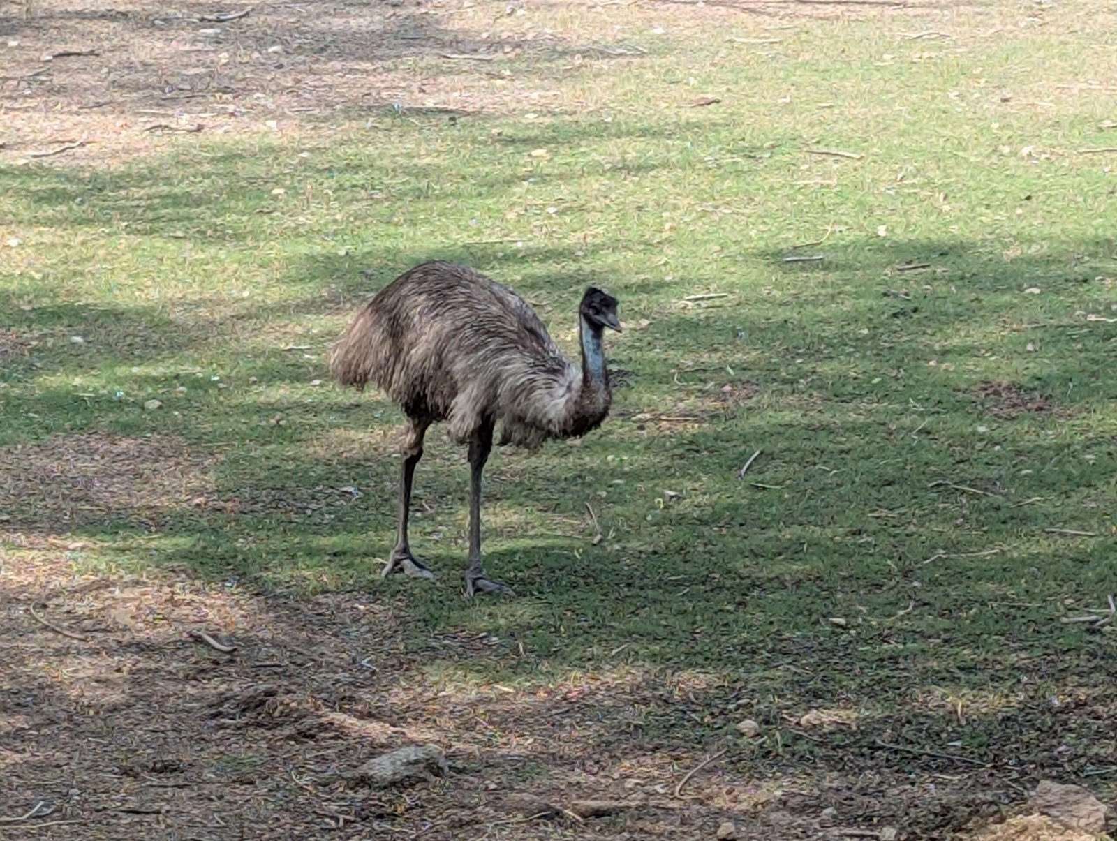 Somewhere in Mississippi, There’s a Loose Emu and Absolutely No One Is Claiming It