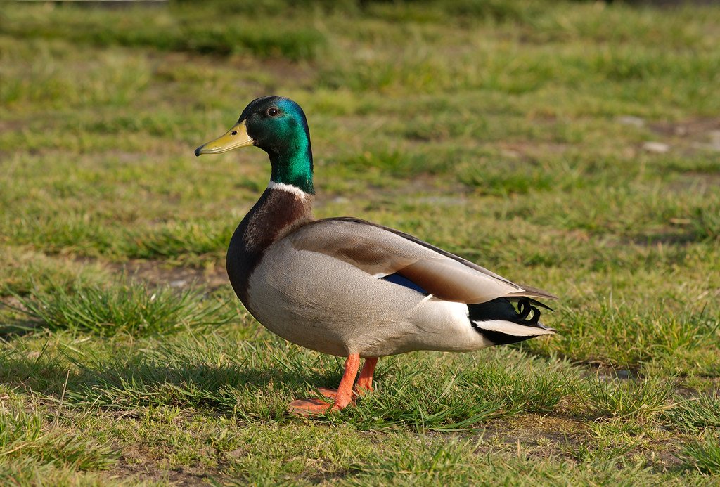 Merlin the Duck: How a Tiny Jersey and an Even Tinier Waddle Made Him the World Cup’s Real MVP