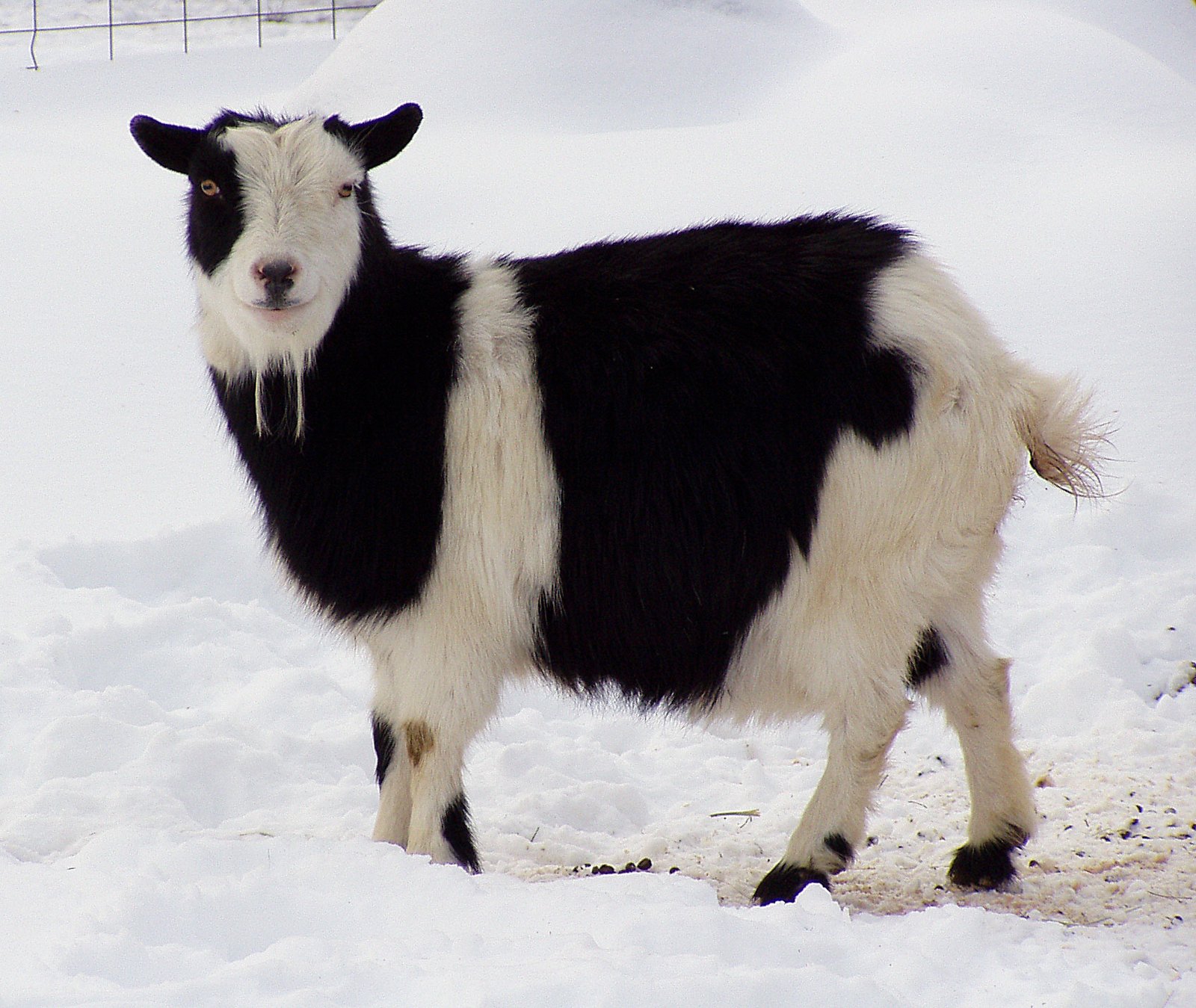 A Goat Named Goldie Decided She Was Joining the Fire Department, and Nobody Could Stop Her