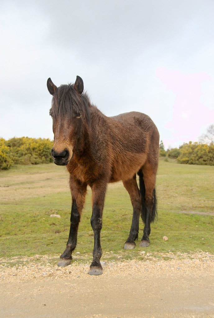 Firefighters Used a Bucket Truck to Rescue a Pony Stuck in a Pennsylvania Creek, and Somehow It Worked