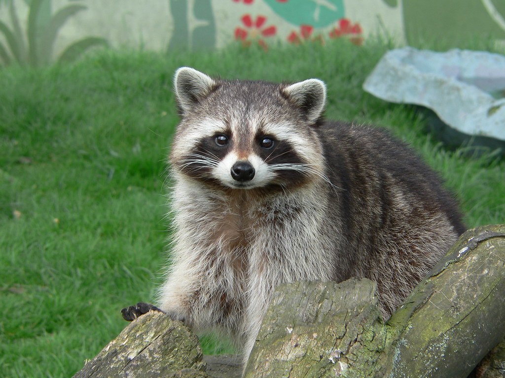 Meet Jimothy: The Impossibly Round Seattle Raccoon Who Broke the Internet