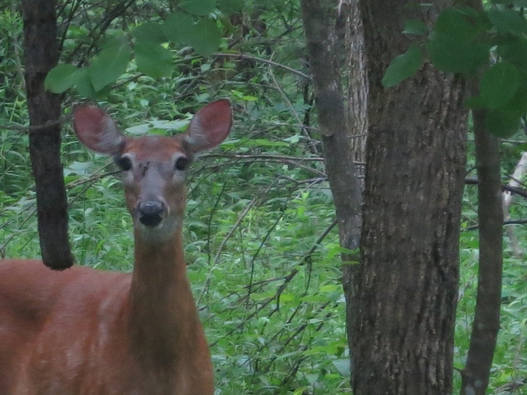 This Deer Walked Into an Alabama Antique Store Like It Owned the Place